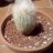 anarcactus