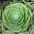 Succulent Passion