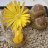 canarylithops73