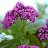 Heliotrope