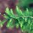 taxodium87