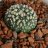 CactusNorth