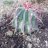 opuntia maxima