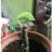 La_Monstera_de_Kike
