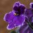 violetaafricana