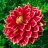 Plantas Ornamentales Perú