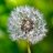Girasol2020