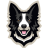 alexbordercollie