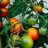 jardinerit0