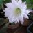 Lilium5