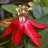 Vitifolia_1212
