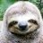 sloth1