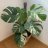 Plantarina Bcn