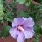 hibiscus.blue