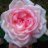 FlorNocturna