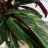 AmiraN