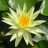Flor Novata