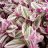 Tradescantia Nanouk