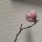 Magnoliacaduca