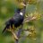 NZ_Flax