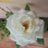 Lilium
