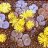 lithops