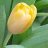 lix_tulipan
