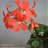 Pelargonia - Maria P.