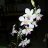 Reina_Orquidea