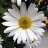 Marguerit