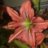 aspidistra