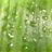 asplenium