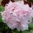 GeranioenFlor