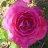 rosamen