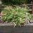 Abelia