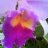 glazu63@hotmail.com
