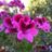 Athenea