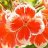 ombre229