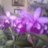 phal
