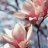 magnolia_12