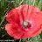 amapola