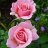 Glandiflora
