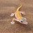 kaokogecko