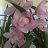 estherv