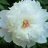 toinette 83
