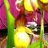 Lady slipper