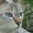 Amalix