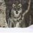 Were_wolves