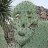 nopal_boy